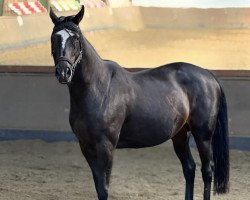 broodmare Canduca (Oldenburg, 2007, from Duke of Hearts xx)