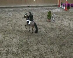 jumper Director's Cut (German Riding Pony, 2002, from AMD Di Caprio)