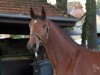 broodmare Bella Mia 15 (Holsteiner, 2009, from Cassin 2)