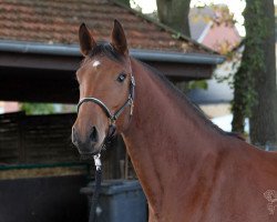 broodmare Bella Mia 15 (Holsteiner, 2009, from Cassin 2)