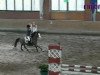 jumper Spaghetti (German Riding Pony, 1996, from Nantano)