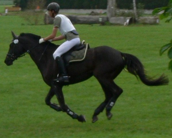 horse Mondeo 8 (Trakehner, 1993, from Mackensen)