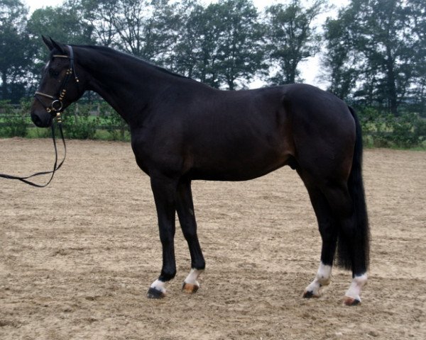 dressage horse Finest Feeling M (Hanoverian, 2008, from Fidertanz)