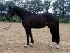 dressage horse Finest Feeling M (Hanoverian, 2008, from Fidertanz)