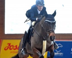 Springpferd Flying Beauty (KWPN (Niederländisches Warmblut), 2010, von Carambole)