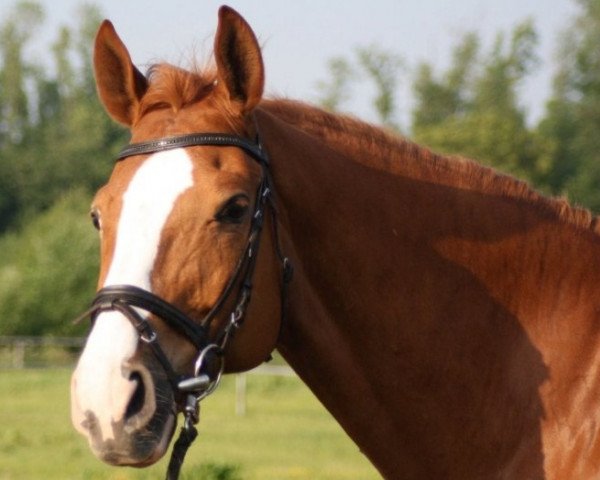 horse Kalle (Hanoverian, 1998, from Kubrick xx)