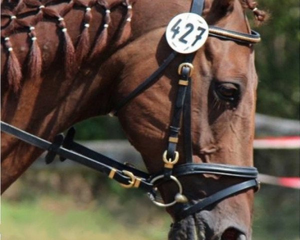 dressage horse Rigo (Hanoverian, 2001, from Rosentau)