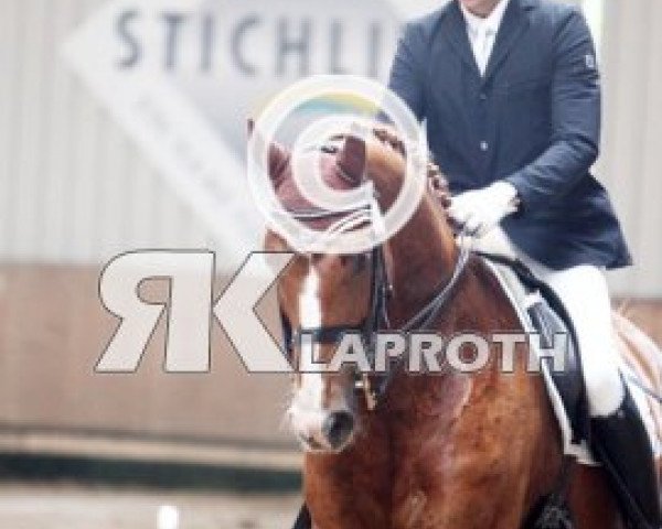 Dressurpferd Win Again 8 (Hannoveraner, 1998, von Wonderland)