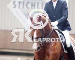 dressage horse Win Again 8 (Hanoverian, 1998, from Wonderland)