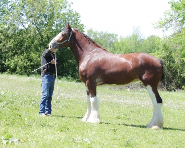 horse Oak Park Lexus (Clydesdale, 2018, from Willow Way Lennox)