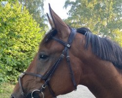 dressage horse Fiabesco 8 (Hanoverian, 2018, from Fantastic)