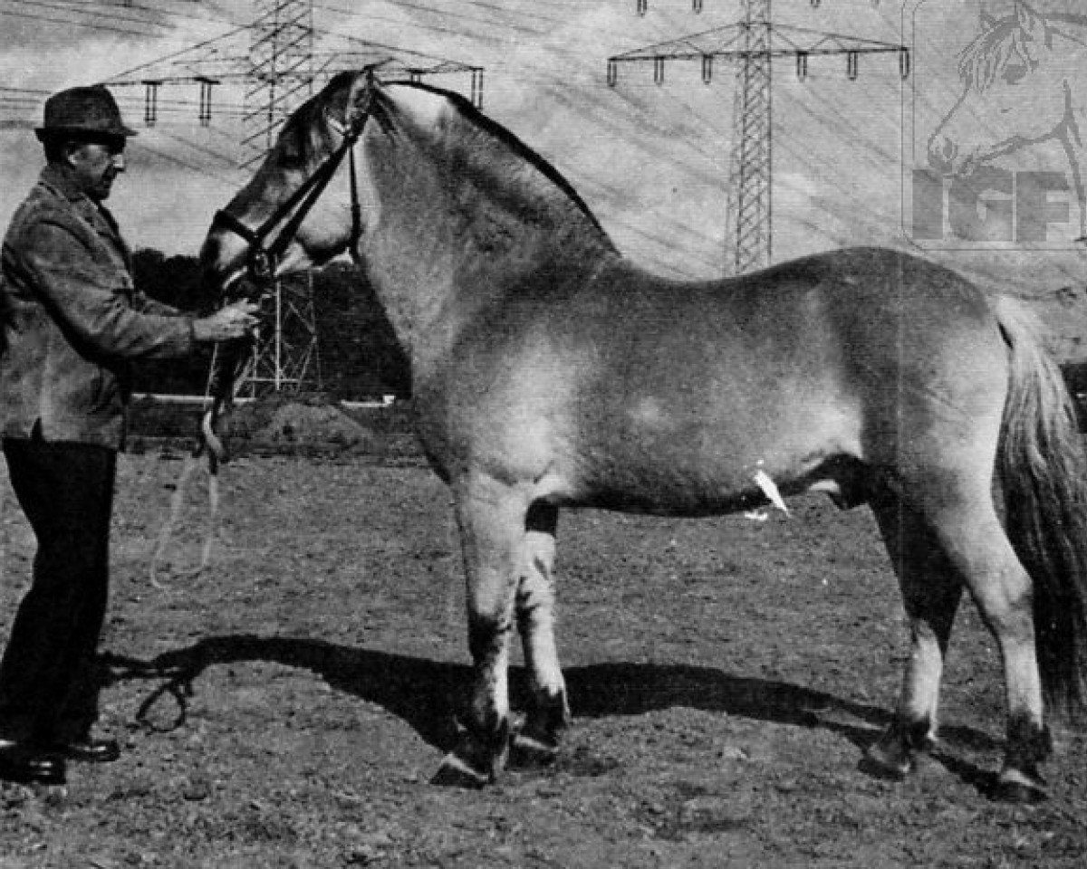 stallion Imperator (Fjord Horse, 1959, from Ingbert)