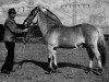 stallion Imperator (Fjord Horse, 1959, from Ingbert)