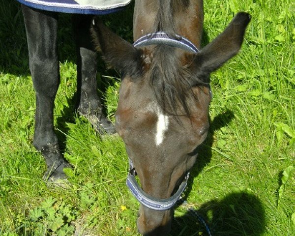 Pferd Larissa (Oldenburger, 1992, von Landfrieden)