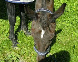 horse Larissa (Oldenburg, 1992, from Landfrieden)