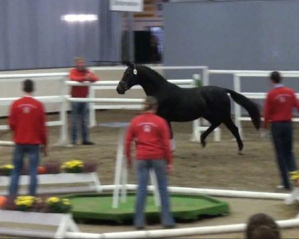 dressage horse Florentyn (Hanoverian, 2009, from Fidertanz)