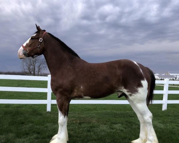 Pferd Big Shoe Decoy (Clydesdale, 2017, von Alamar L.S. Casey)