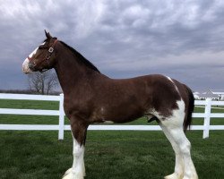 horse Big Shoe Decoy (Clydesdale, 2017, from Alamar L.S. Casey)