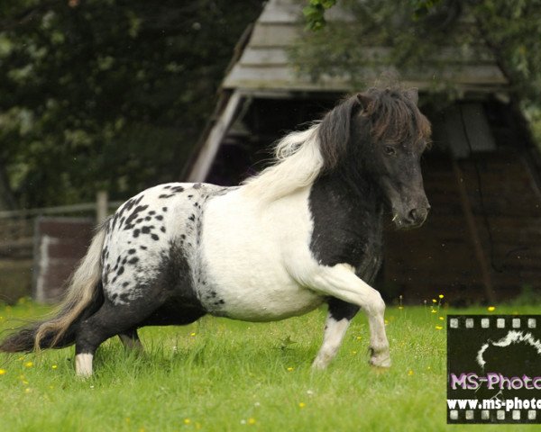 broodmare Pepita (Dt.Part-bred Shetland pony, 2007, from Putz)