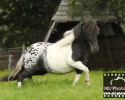 Zuchtstute Pepita (Dt.Part-bred Shetland Pony, 2007, von Putz)