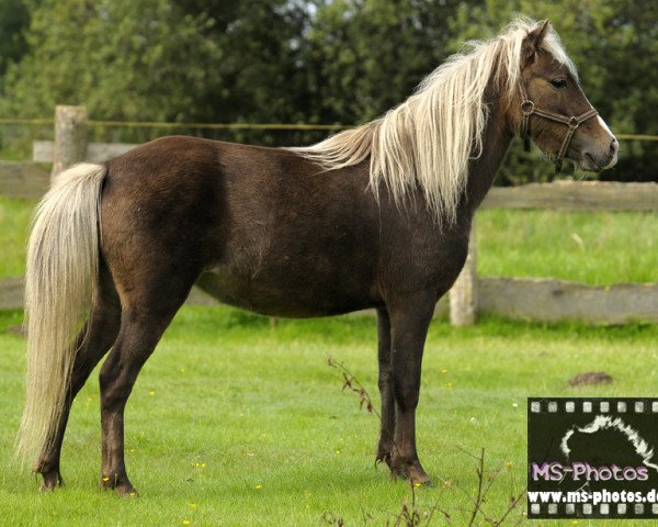 Zuchtstute Blaze (Deutsches Classic Pony, 2008, von Bajohr v. Clus)