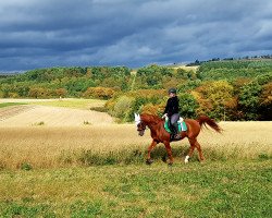 horse Banadero ox (Arabian thoroughbred, 2008, from Poganin ox)