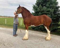 Pferd Big Shoe Depot (Clydesdale, 2017, von Alamar L.S. Casey)