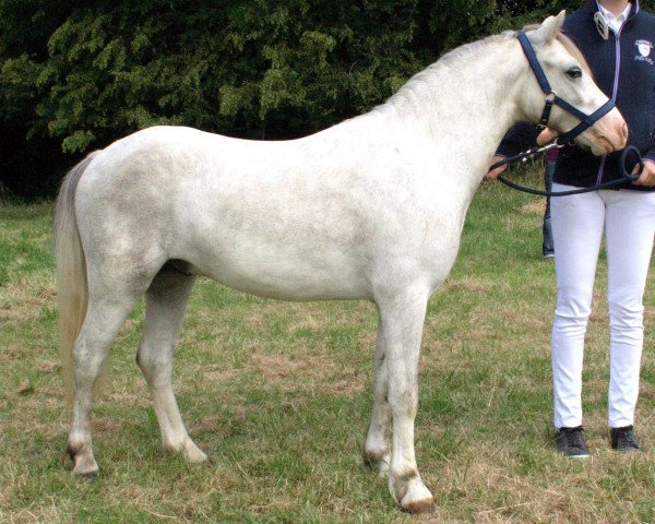 horse Rhyolite my fire (Welsh mountain pony (SEK.A), 2009, from Renkant's Remco)