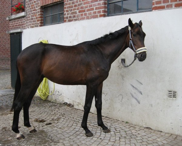 dressage horse Ferrero Kiss 3 (Oldenburg, 2009, from Fontane 25)