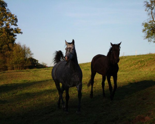 Pferd Baron J Gerome (Kleines deutsches Reitpferd, 2006, von Bandit)