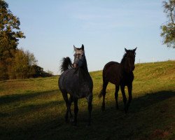 horse Baron J Gerome (Little German Riding Horse, 2006, from Bandit)