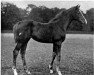 broodmare High Flyer xx (Thoroughbred, 1904, from Flying Fox xx)