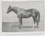 stallion Chardonneret xx (Thoroughbred, 1903, from Flying Fox xx)