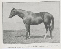 Deckhengst Chardonneret xx (Englisches Vollblut, 1903, von Flying Fox xx)