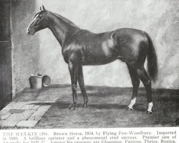 stallion The Welkin xx (Thoroughbred, 1904, from Flying Fox xx)
