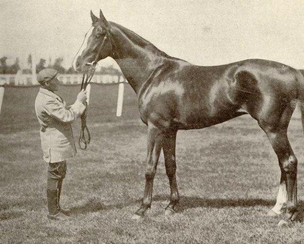 stallion Jardy xx (Thoroughbred, 1902, from Flying Fox xx)