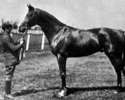 stallion Lecteur xx (Thoroughbred, 1902, from Flying Fox xx)