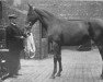 broodmare Queen Of The Earth xx (Thoroughbred, 1902, from Flying Fox xx)