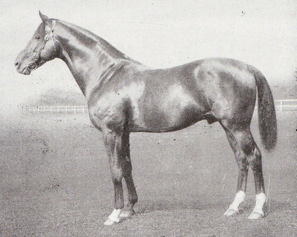 stallion Myram xx (Thoroughbred, 1904, from Flying Fox xx)