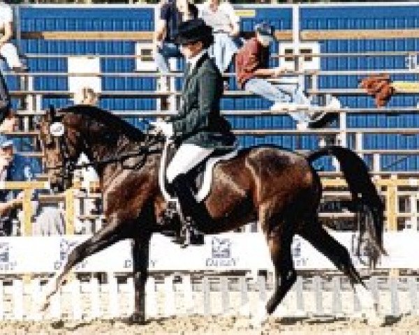 stallion Holsteins William (German Riding Pony, 1995, from Waldemar)