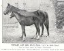 broodmare Topiary xx (Thoroughbred, 1901, from Orme xx)