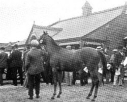 broodmare Dormouse xx (Thoroughbred, 1895, from Orme xx)