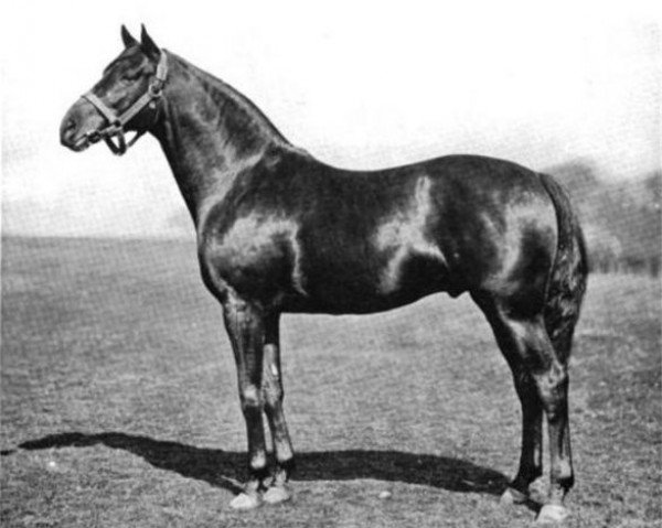 stallion Missel Thrush xx (Thoroughbred, 1897, from Orme xx)