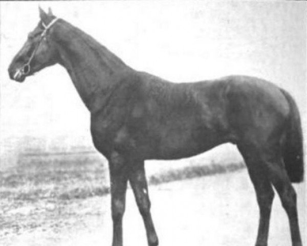 stallion Vamose xx (Thoroughbred, 1905, from Orme xx)