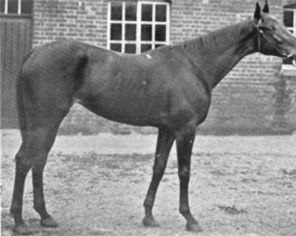 broodmare Vane xx (Thoroughbred, 1897, from Orme xx)