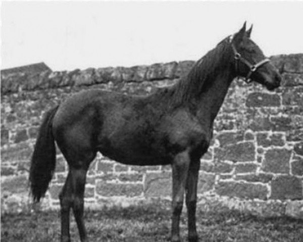broodmare Wetaria xx (Thoroughbred, 1902, from Orme xx)