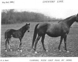 horse Pipistrello xx (Thoroughbred, 1903, from Orme xx)