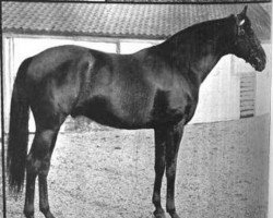 stallion Flying Lemur xx (Thoroughbred, 1899, from Orme xx)