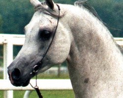 stallion Prikumsk ox (Arabian thoroughbred, 1988, from Mashuk 1977 ox)