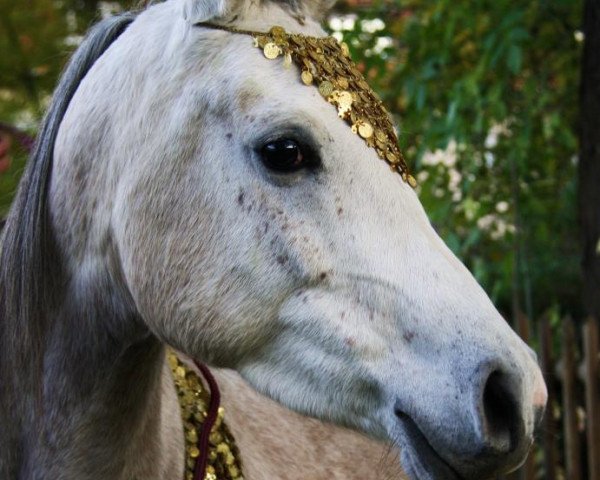 broodmare Jasira Adjawad ox (Arabian thoroughbred, 2007, from Madheen-Halim ox)